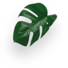  جينيو اس بلس -  سوداء decoration Image